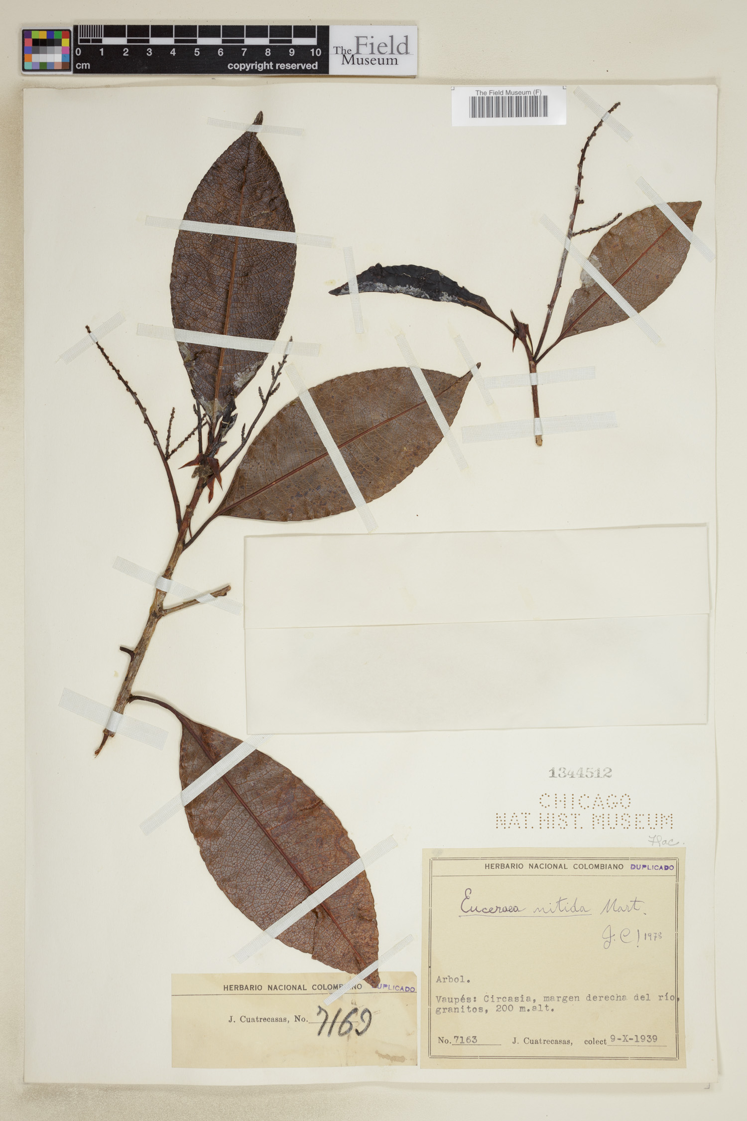 Euceraea nitida image
