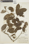 Homalium racemosum image