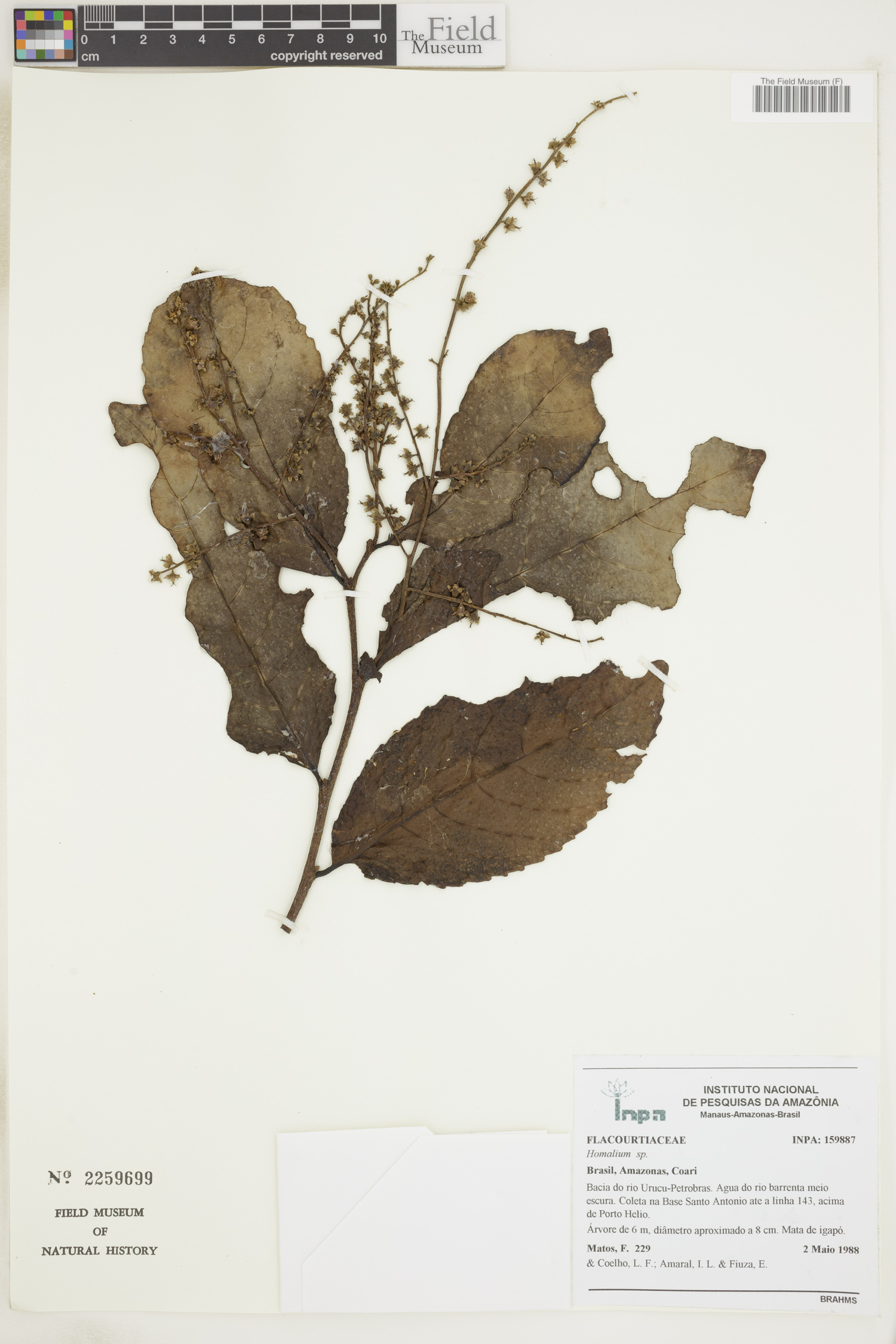 Homalium racemosum image