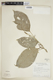 Lindackeria latifolia image