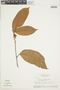 Lindackeria pauciflora image