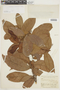 Lindackeria pauciflora image