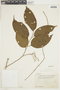 Lunania parviflora image