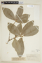 Mayna grandifolia image