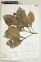 Mayna grandifolia image