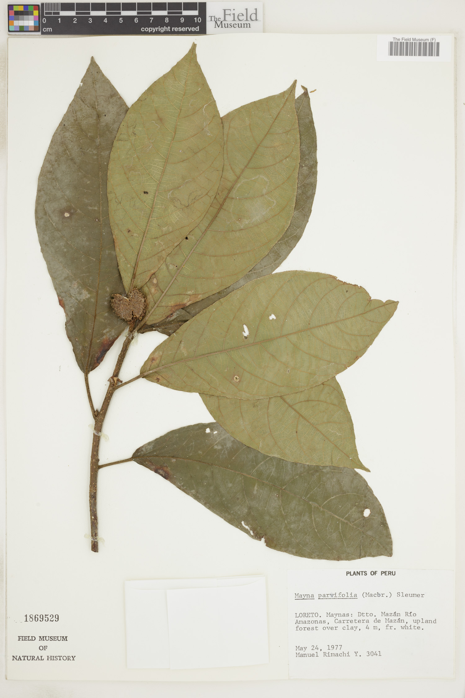 Mayna parvifolia image