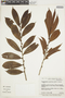 Neoptychocarpus apodanthus image