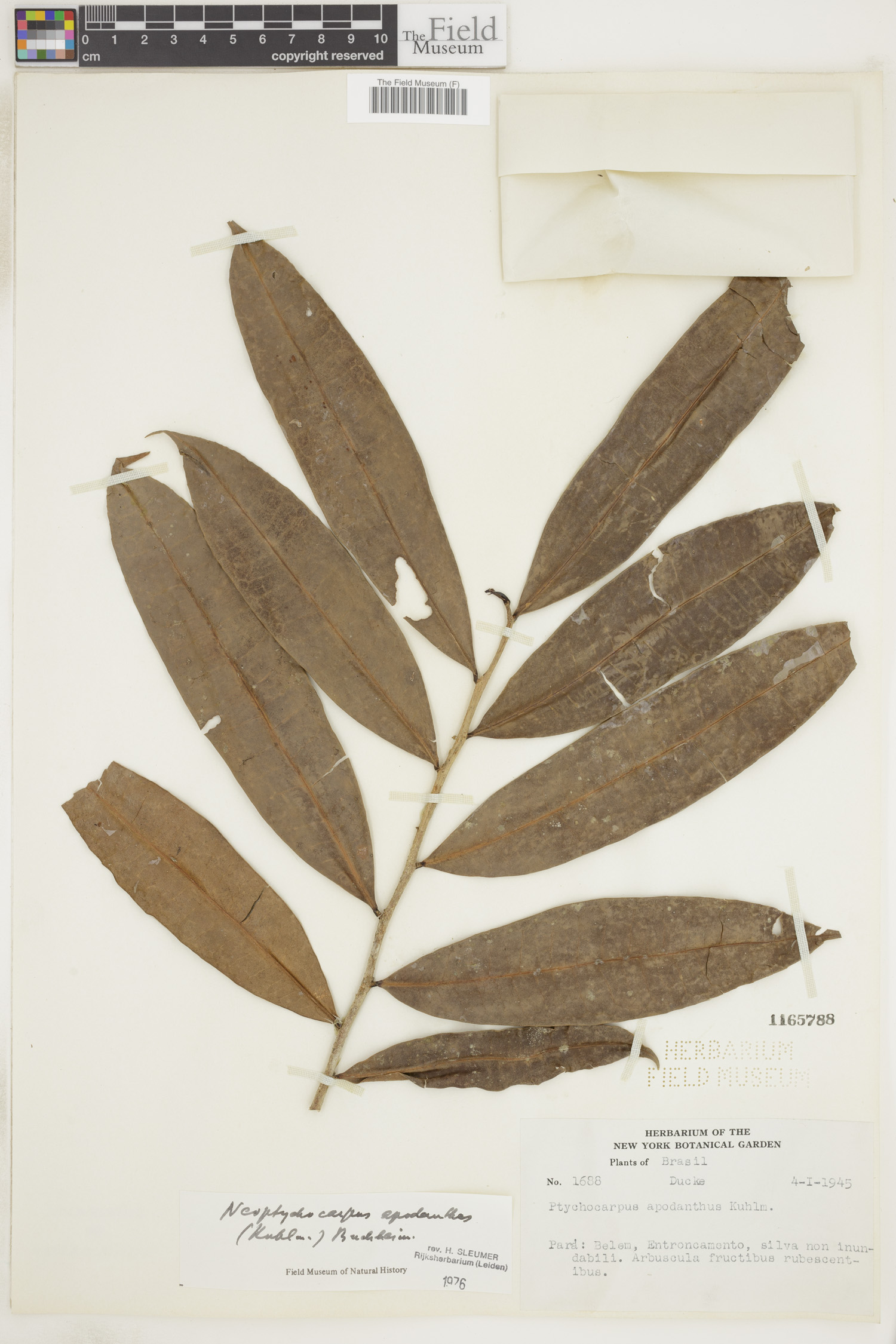 Neoptychocarpus apodanthus image