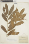 Neoptychocarpus apodanthus image