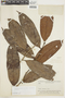 Neoptychocarpus killipii image