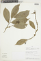 Neosprucea grandiflora image