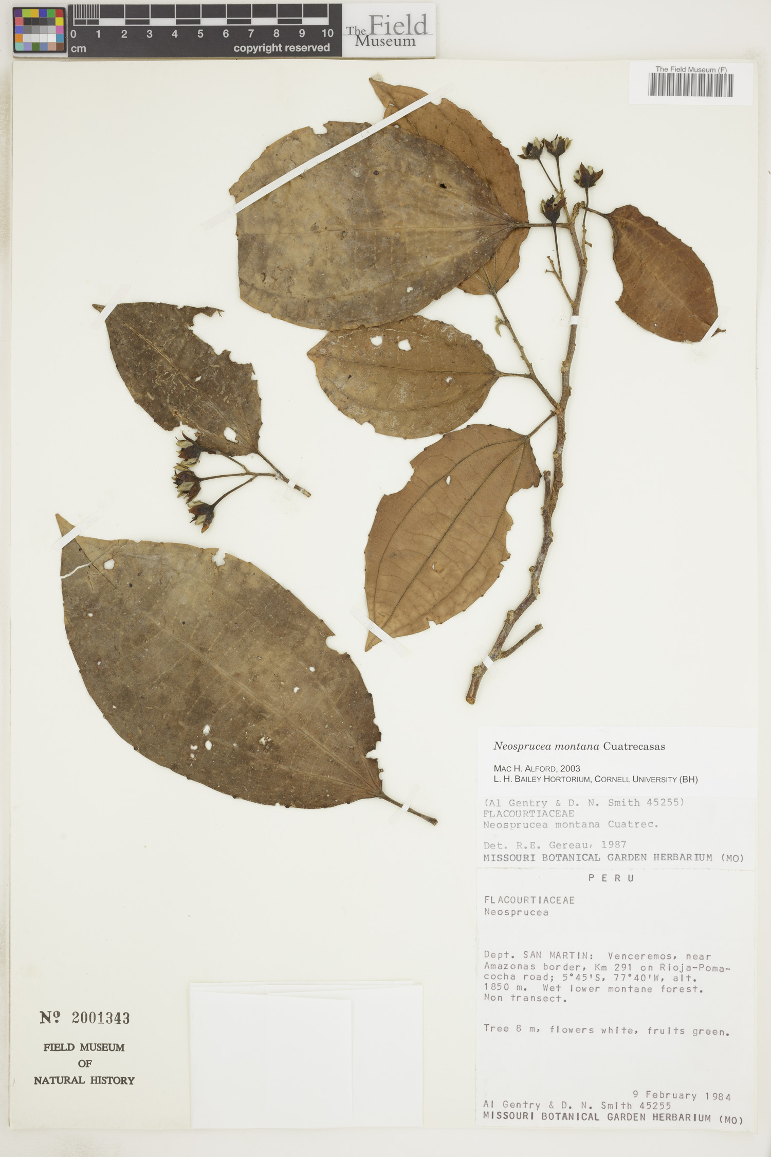 Neosprucea montana image