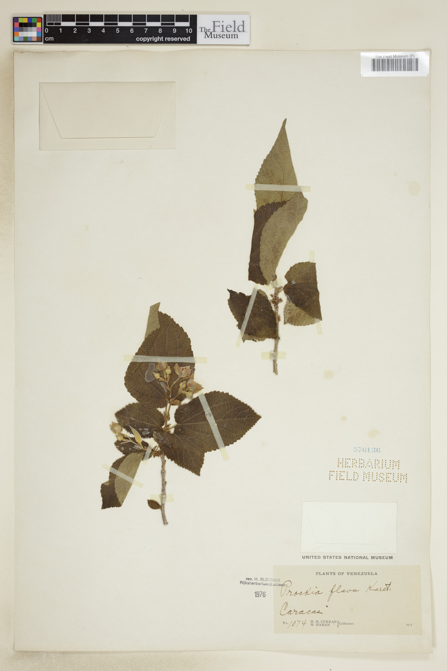 Prockia flava image
