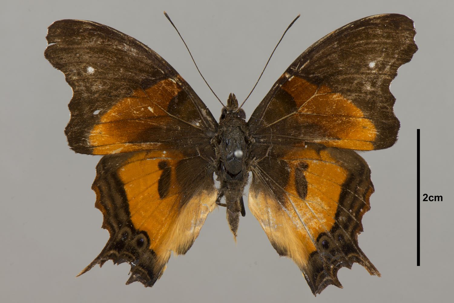 Antanartia delius thumbnail
