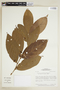 Lacistema grandifolium image