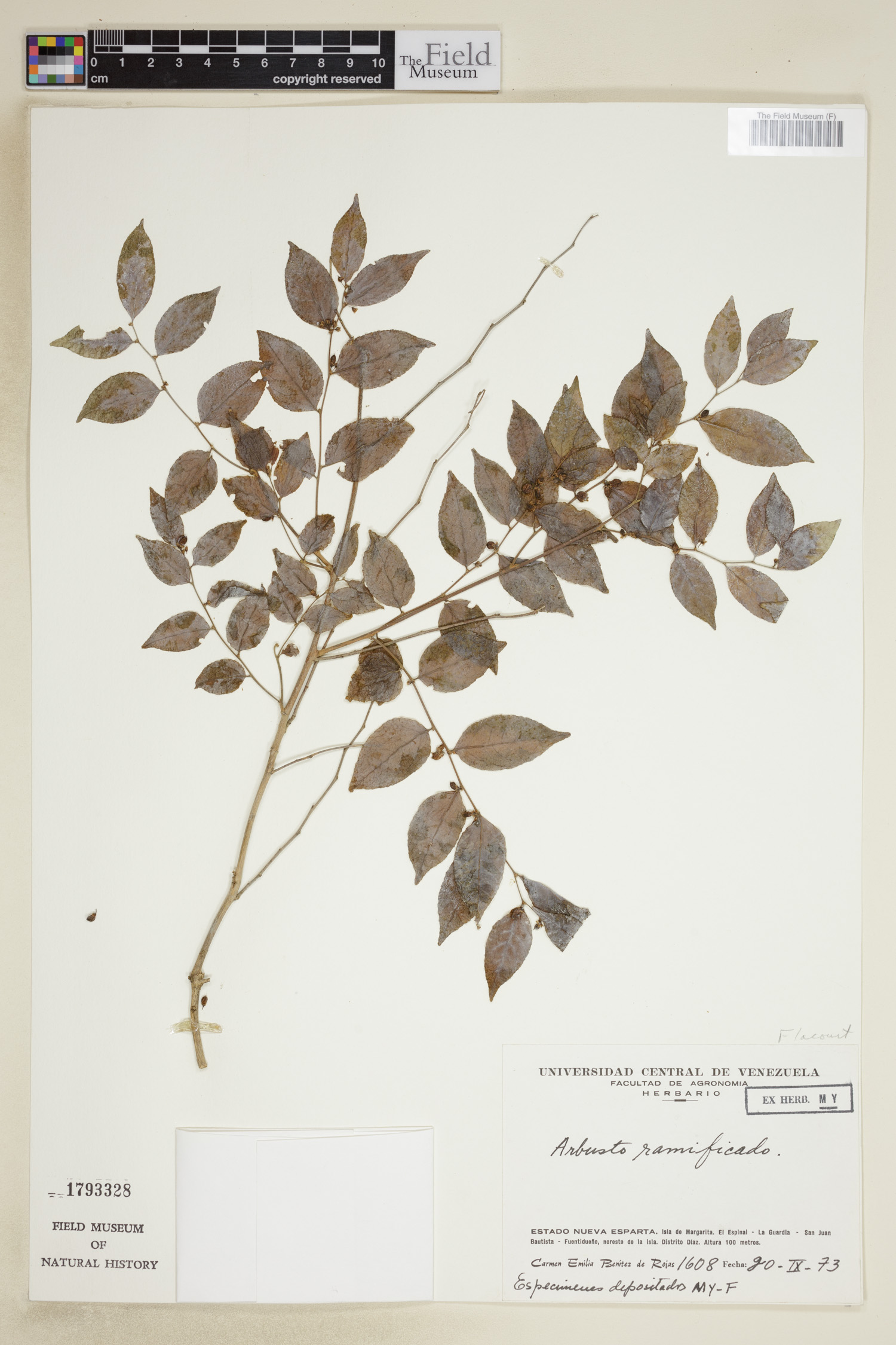 Flacourtiaceae image