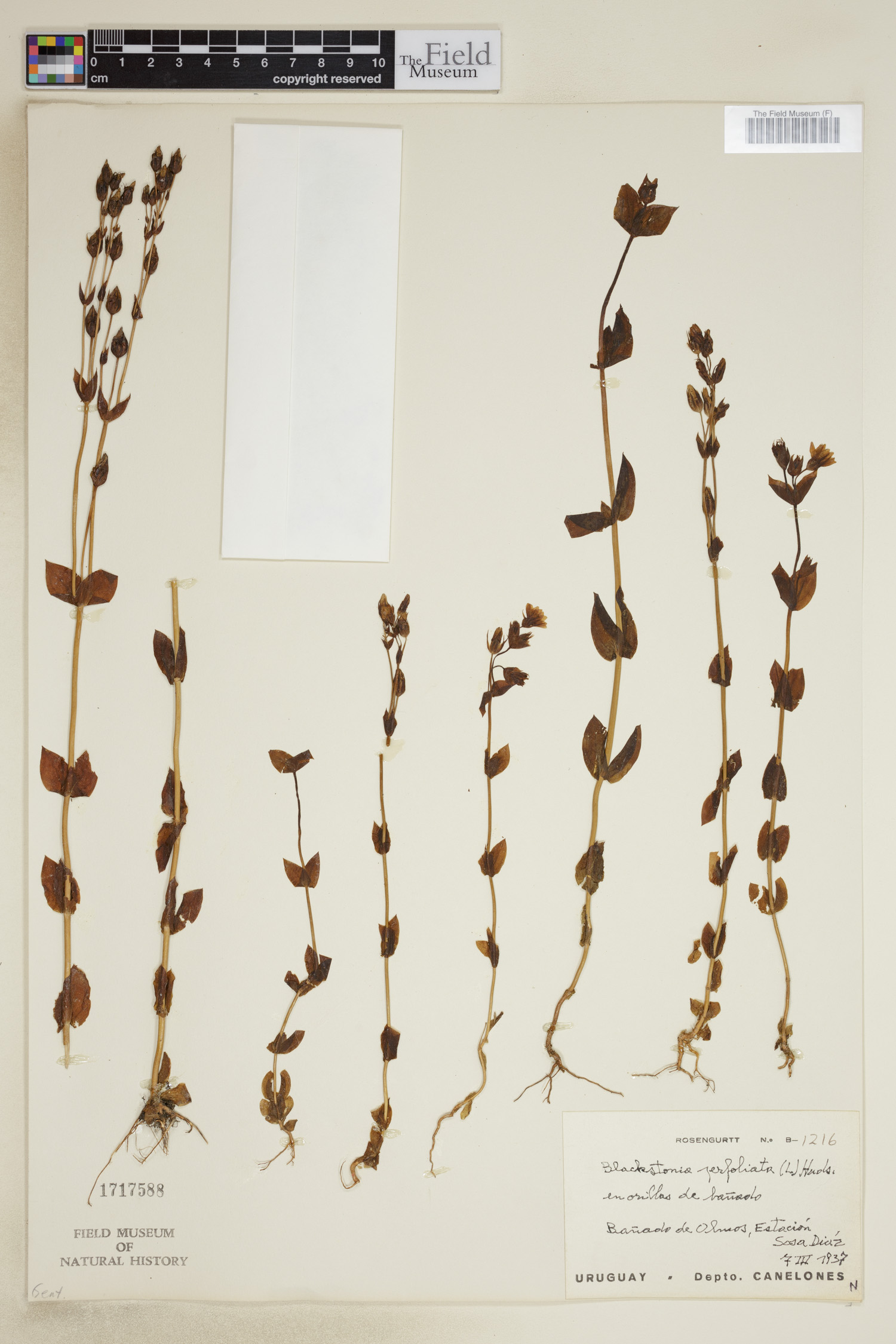 Blackstonia perfoliata image