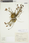 Gentianella arenarioides image
