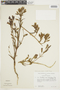 Gentianella bicolor image
