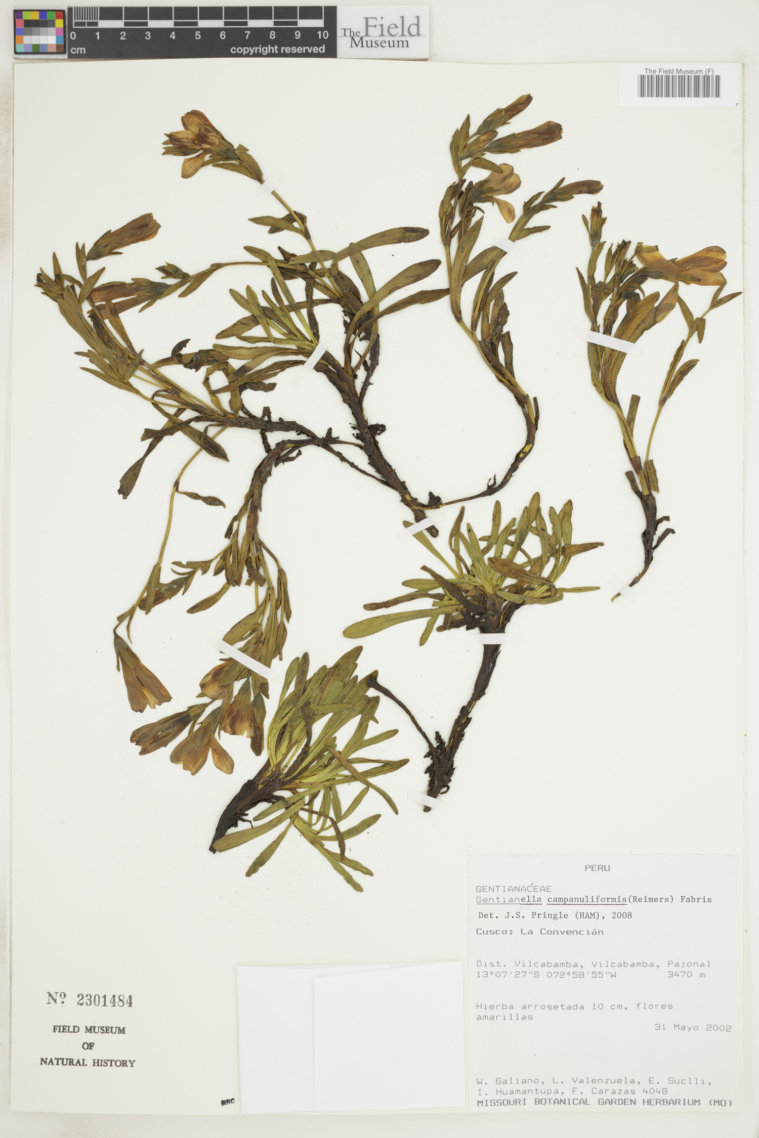 Gentianella campanuliformis image