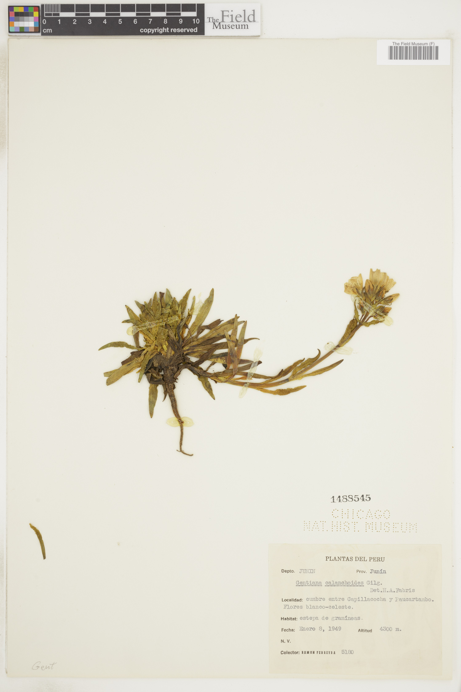 Gentianella calanchoides image