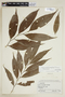 Ryania angustifolia image
