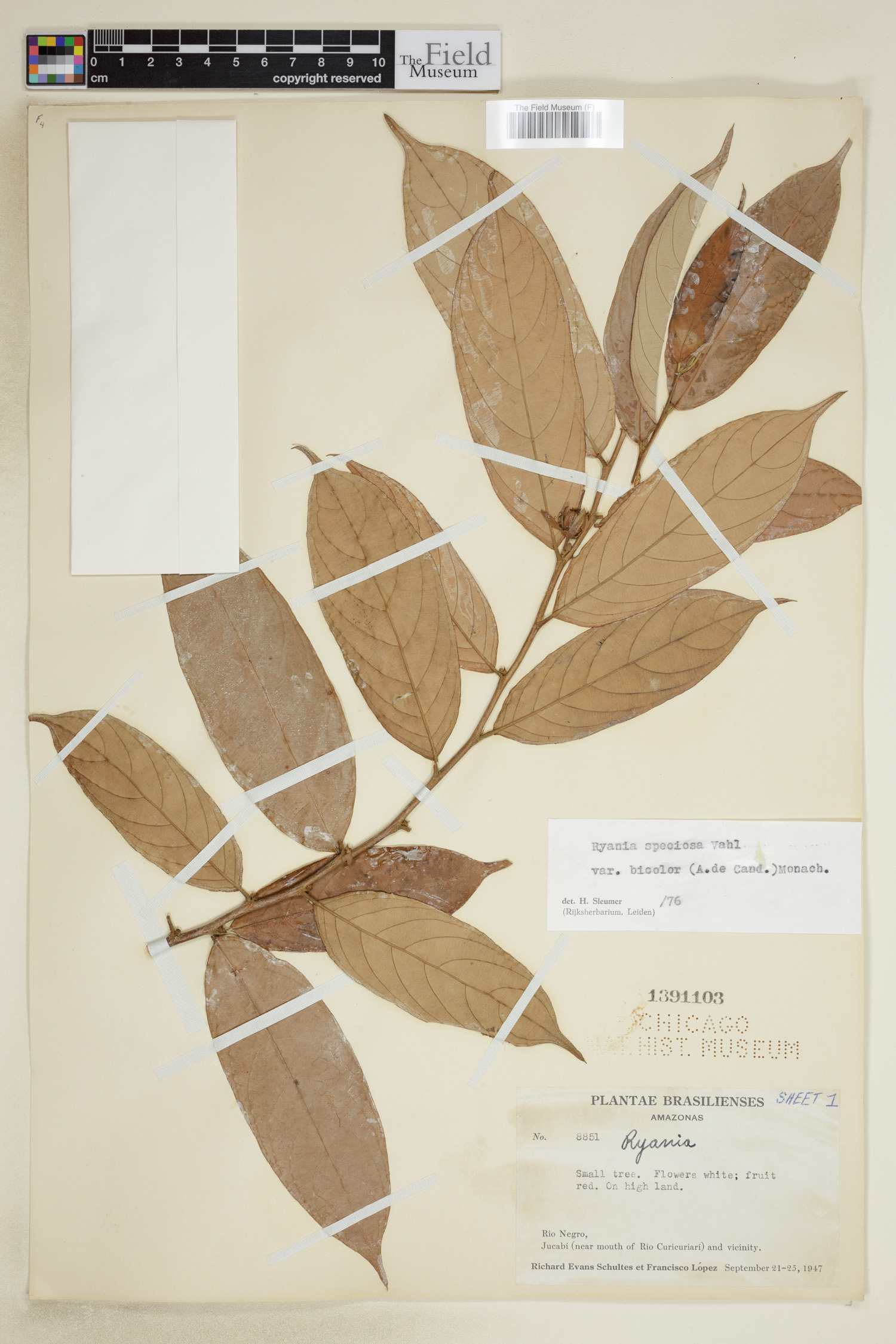 Ryania speciosa var. bicolor image