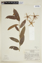 Ryania speciosa var. subuliflora image