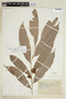 Ryania speciosa var. subuliflora image
