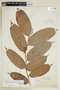 Ryania speciosa var. tomentosa image