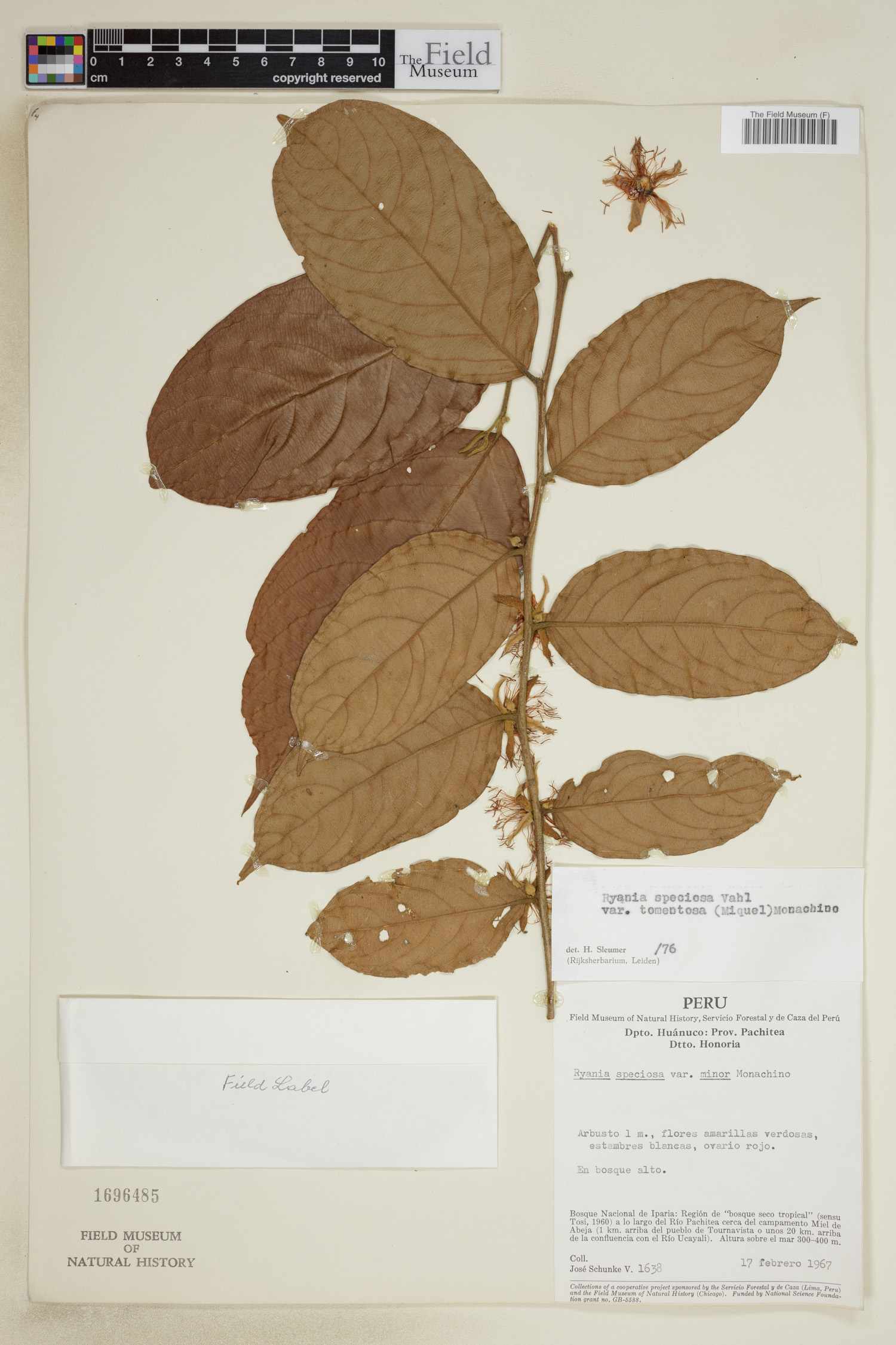 Ryania speciosa var. tomentosa image
