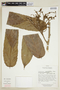 Tetrathylacium macrophyllum image