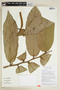 Tetrathylacium macrophyllum image