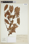 Xylosma ciliatifolium image