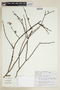 Xylosma ciliatifolium image