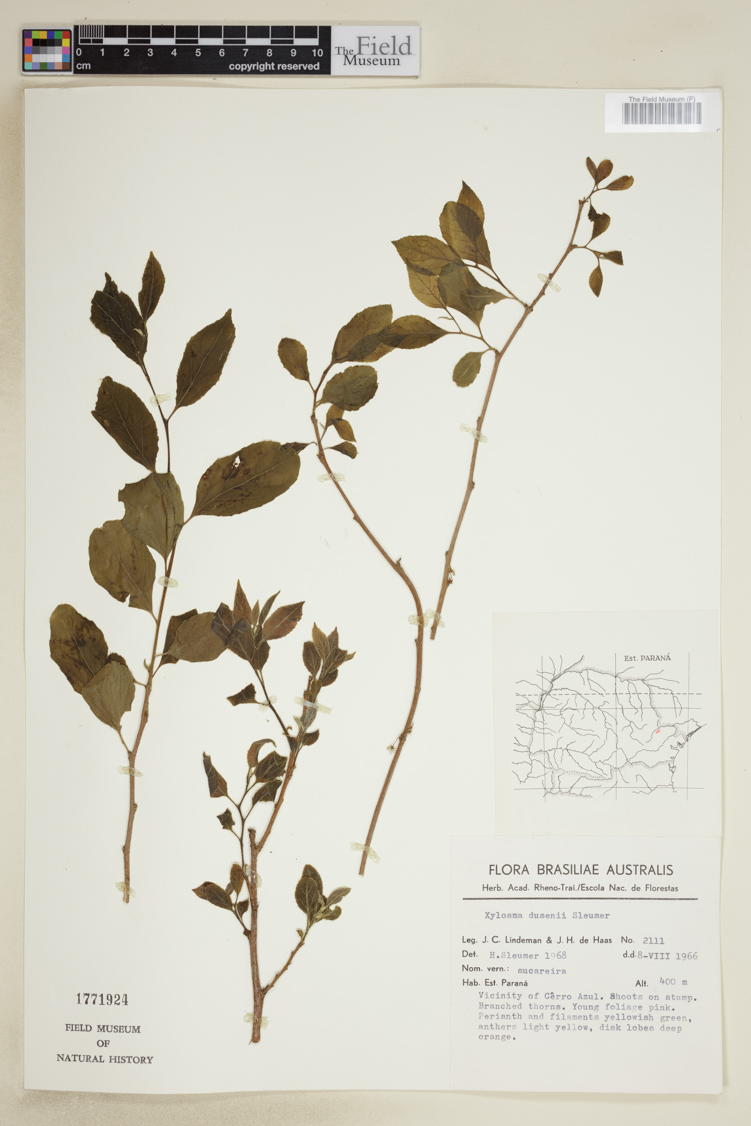 Xylosma buxifolium image