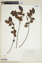 Xylosma longipedicellata image