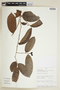 Xylosma paucinervosa image
