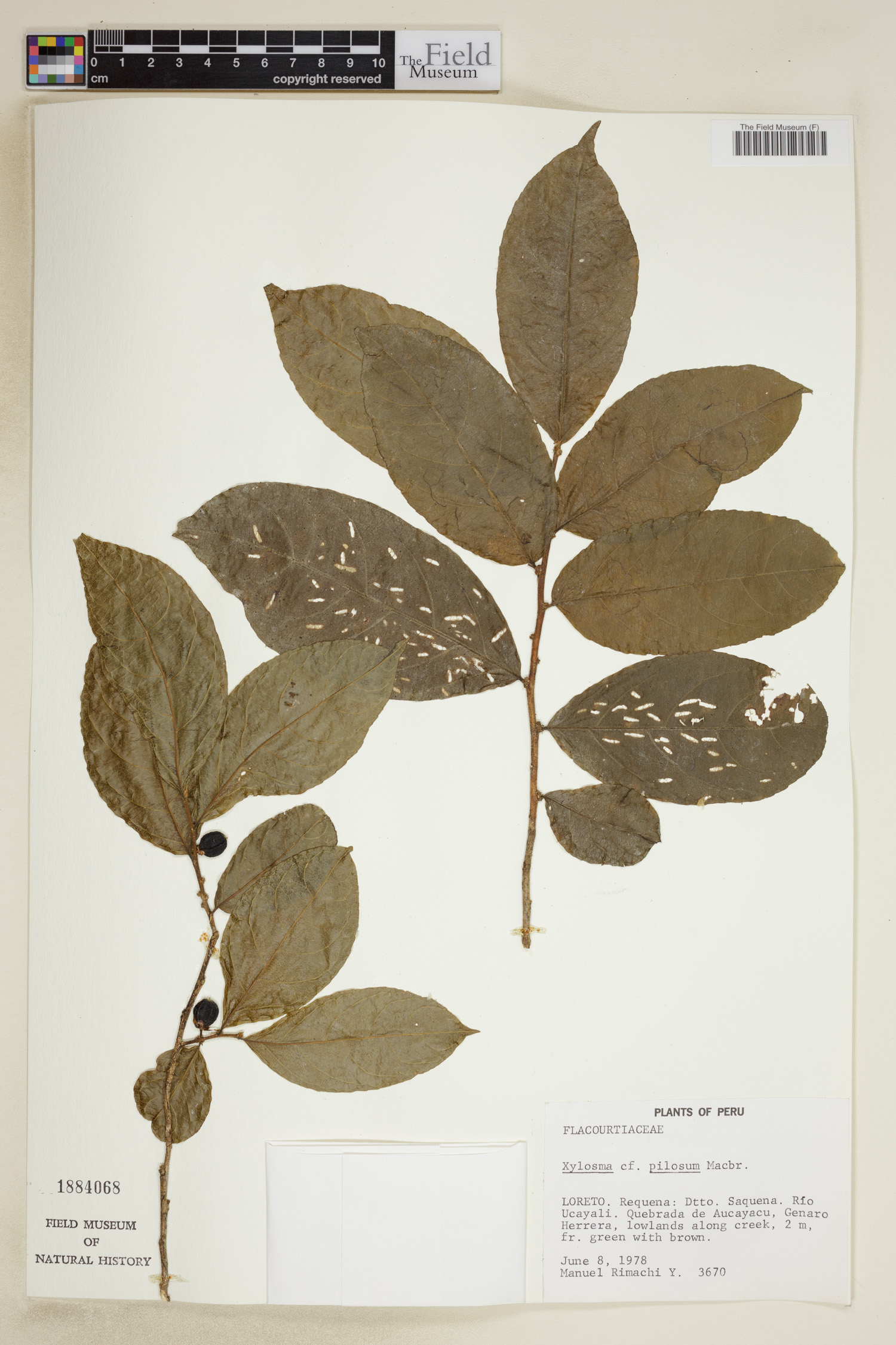 Xylosma pilosa image