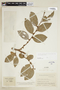 Xylosma prunifolium image
