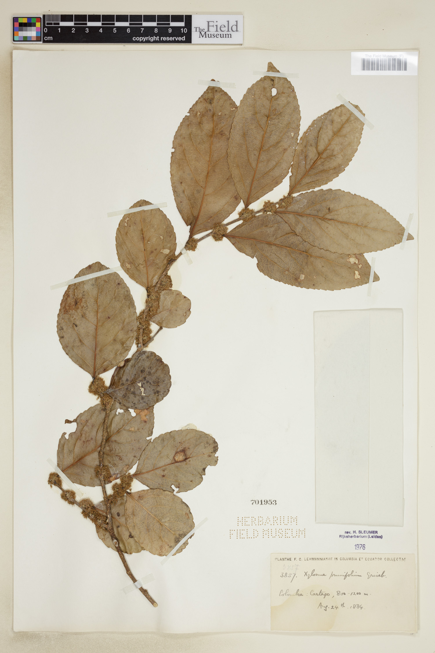 Xylosma prunifolium image