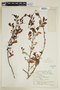 Xylosma pubescens image