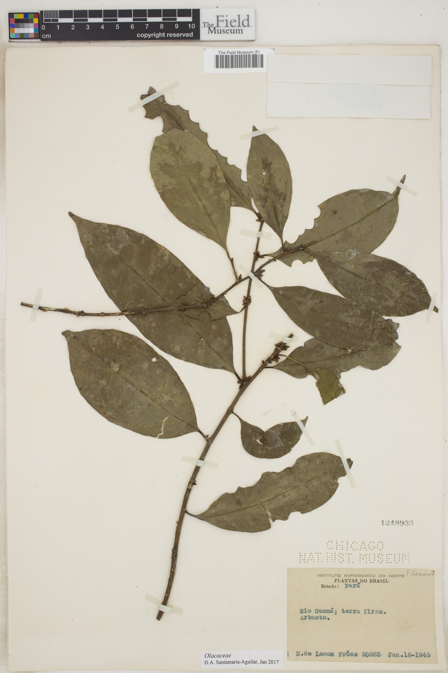 Flacourtiaceae image