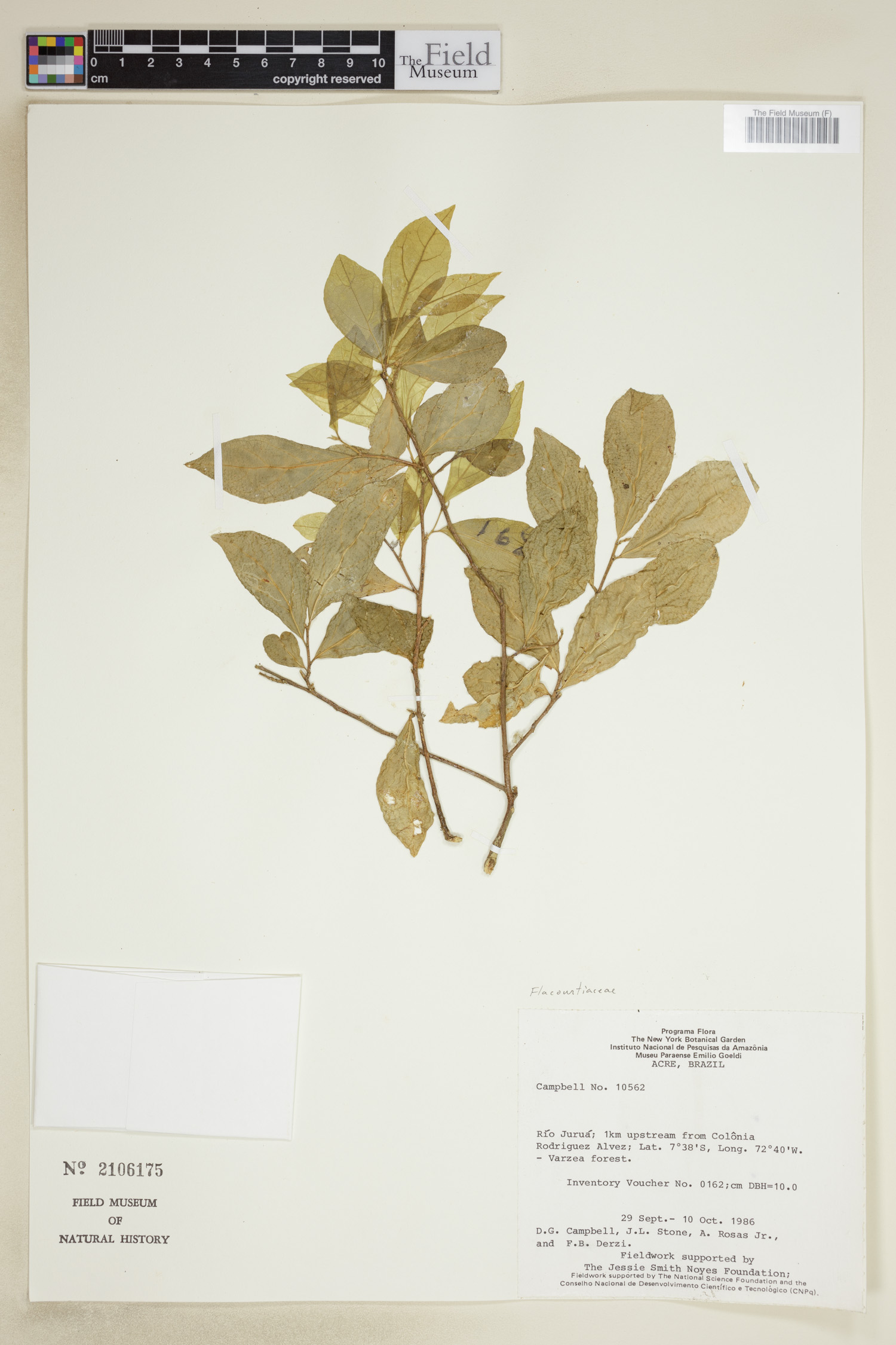 Flacourtiaceae image