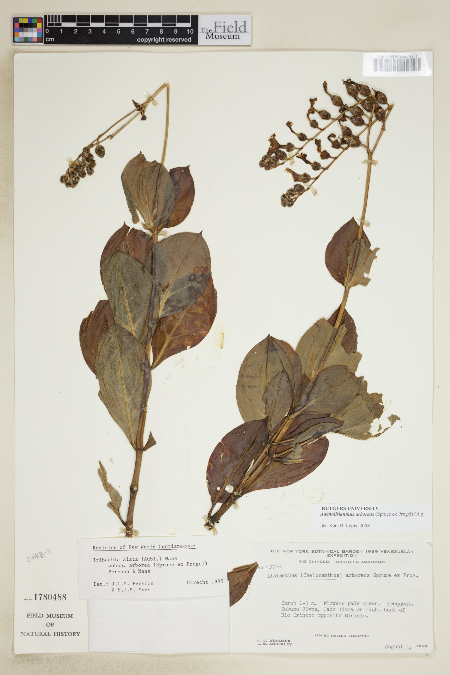 Adenolisianthus arboreus image