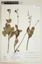 Adenolisianthus arboreus image