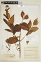 Adenolisianthus arboreus image