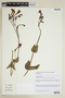 Calolisianthus pedunculatus image