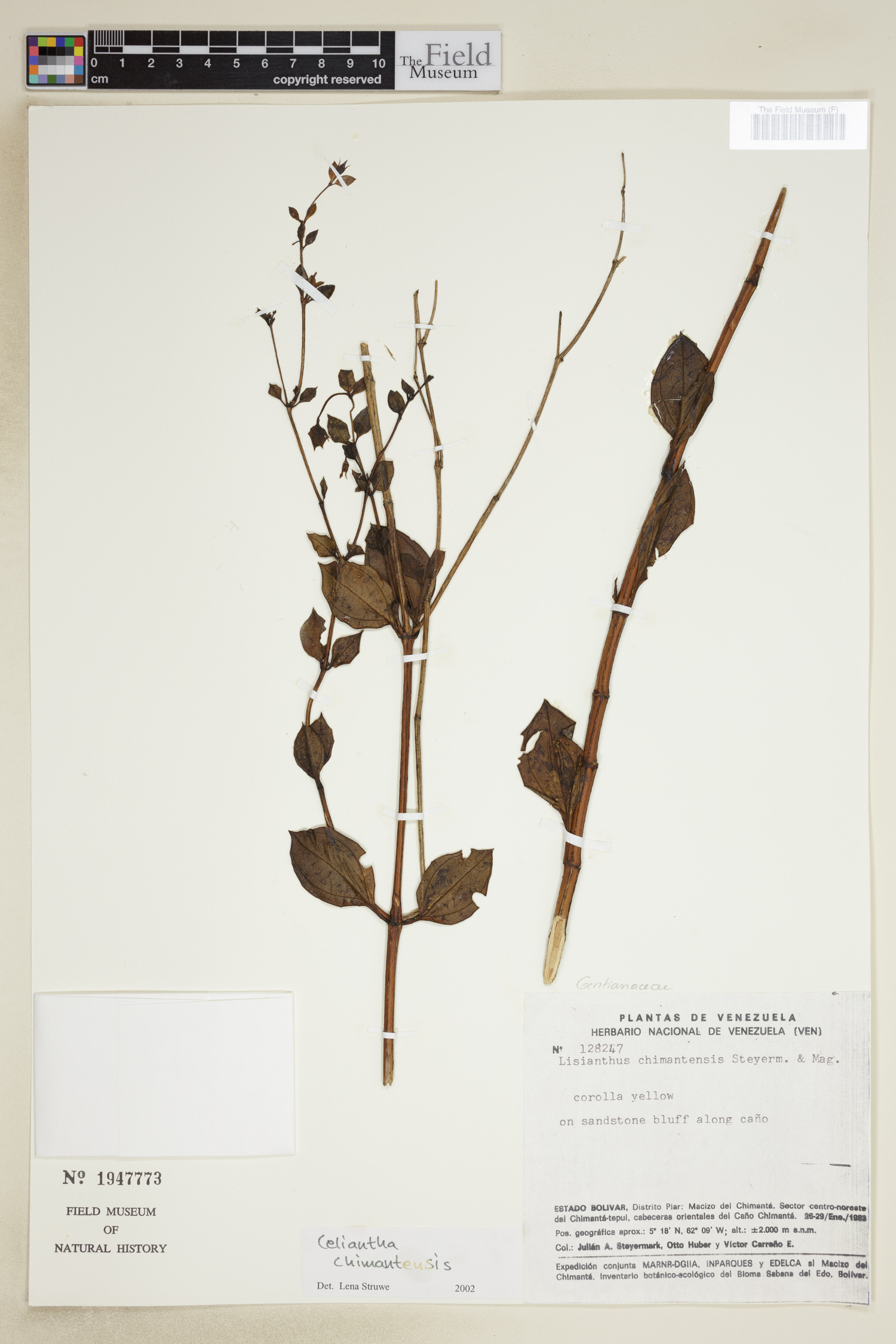 Celiantha chimantensis image