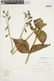 Chelonanthus acutangulus image